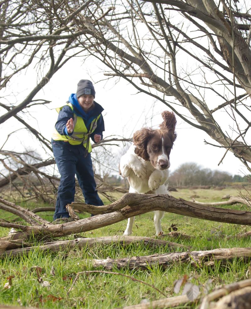 Dog jumping over fallen branches with handler in background