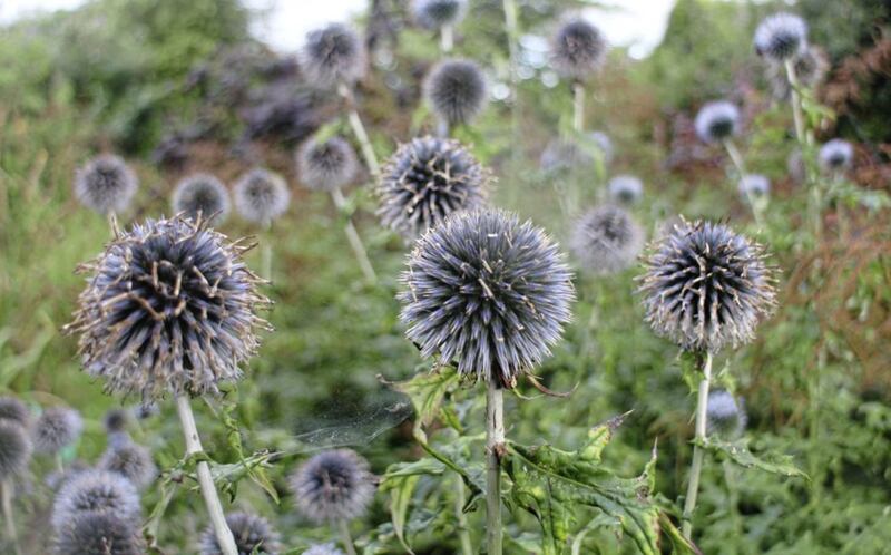 Echinops