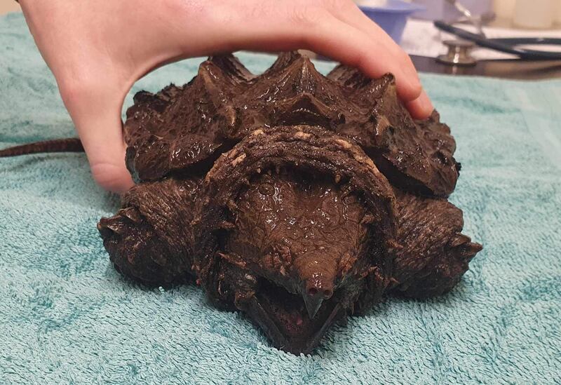 Fluffy, the alligator snapping turtle, will be relocated to a specialist reptile centre in Cornwall