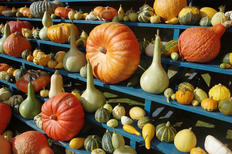 Pumpkins and gourds on display in the auricula theatre at Calke Abbey, Derbyshire