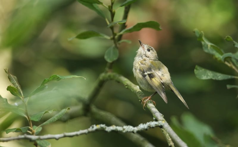 The goldcrest's scientific name Regulus regulus, from the Latin ‘rex/regulus’ meaning ‘little king or prince’, also hints at the colourful crown and regal appearance