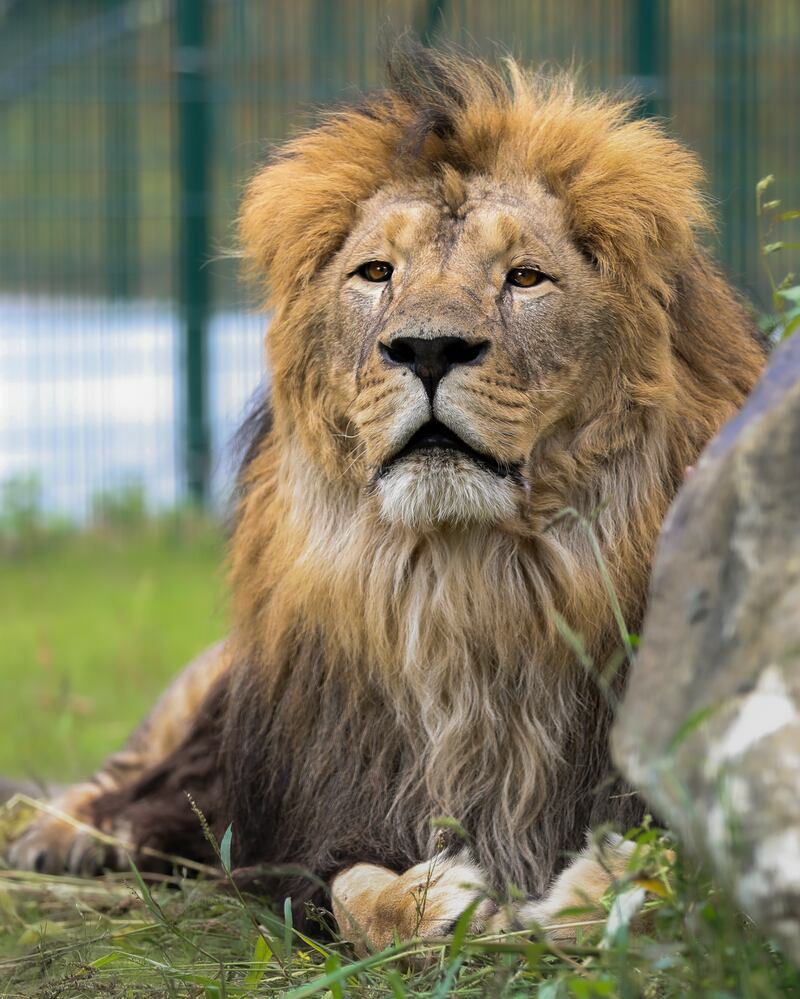 Male lion Rori is in a temporary home in Belgium before making being taken to the Big Cat Sanctuary in Kent (The Big Cat Sanctuary)