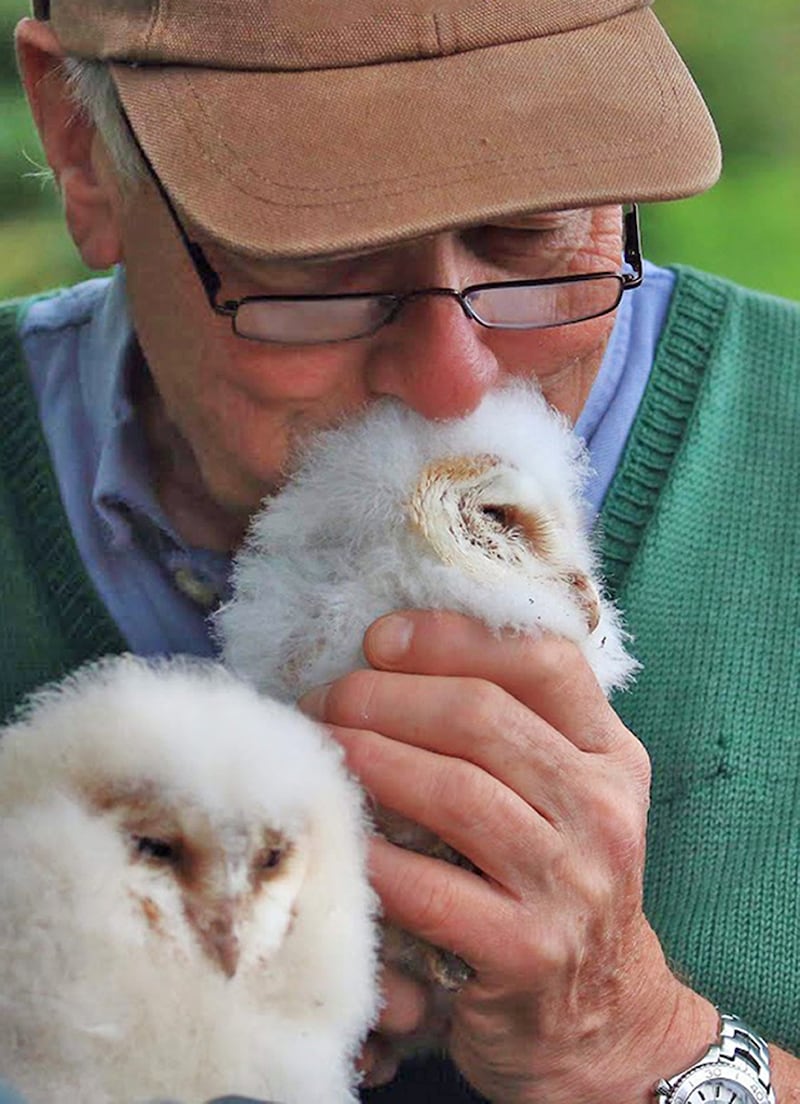 Farmer David Sandford holding a owl chick at a barn owl nest site outside Downpatrick