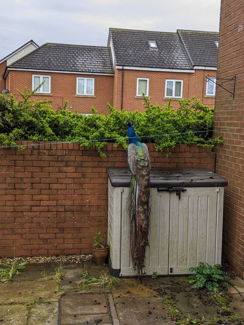 The peacock fell off a roof on May 6