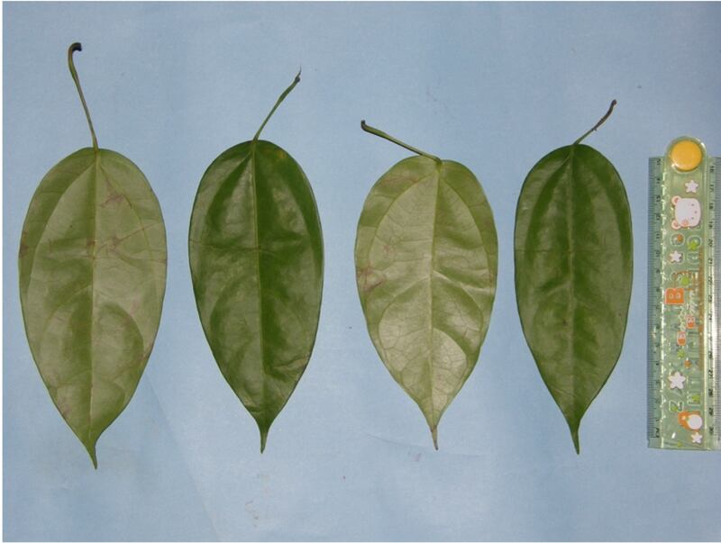 Leaves of the Akar Kuning plant, which are between 15 to 17 cm long (Saidi Agam/Suaq Project)