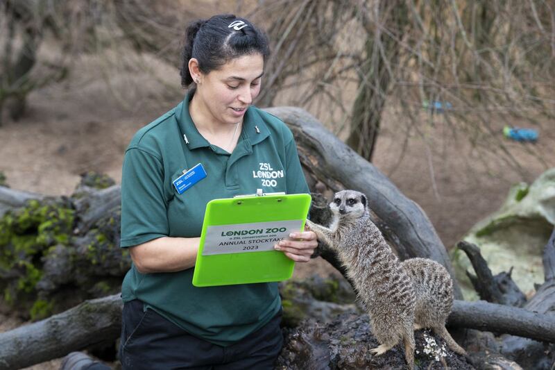 Meerkats are counted during the stocktake