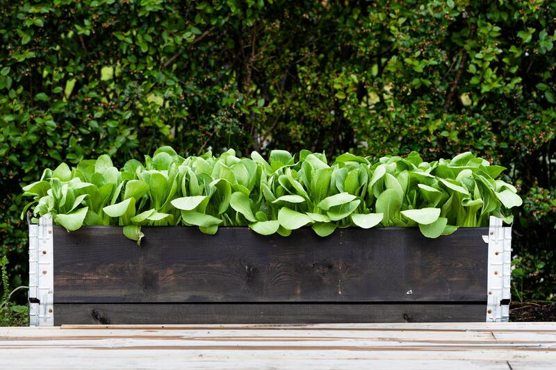 A planting box full of pak choi