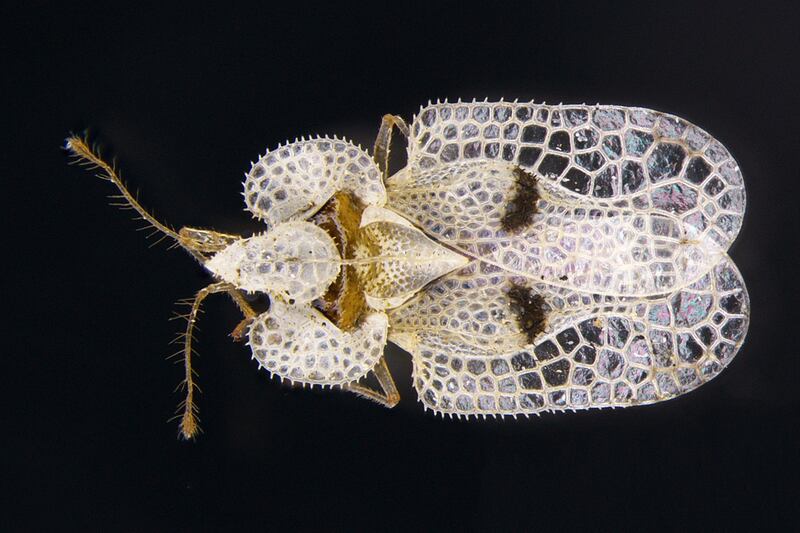 The plane lace bug