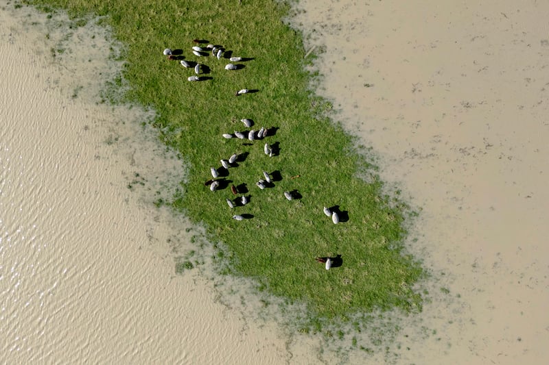 Livestock graze on a patch of field not flooded by the swollen Eel River in Ferndale, California (Stephen Lam/San Francisco Chronicle via AP)