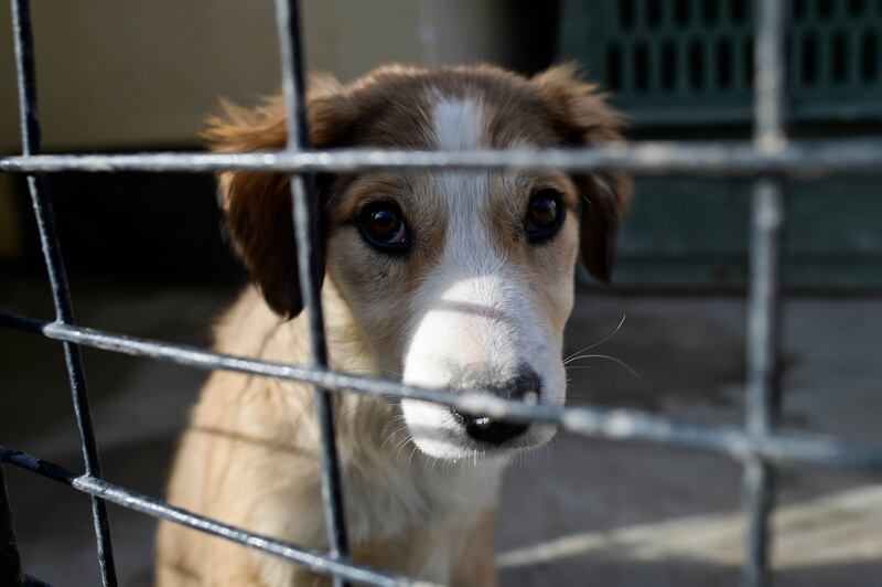 Seble, the eight-week-old puppy that was rescued at the Nowzad Dogs charity based in Kabul, Afghanistan