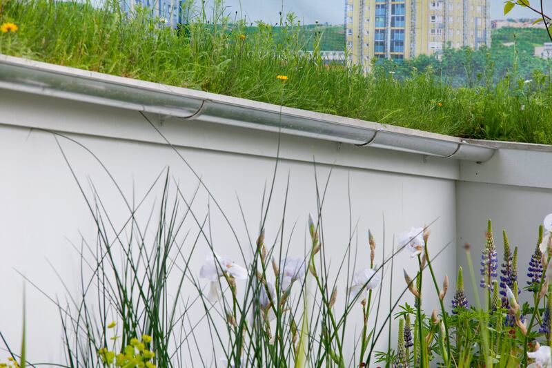 Green roofs can catch rainwater and cool buildings