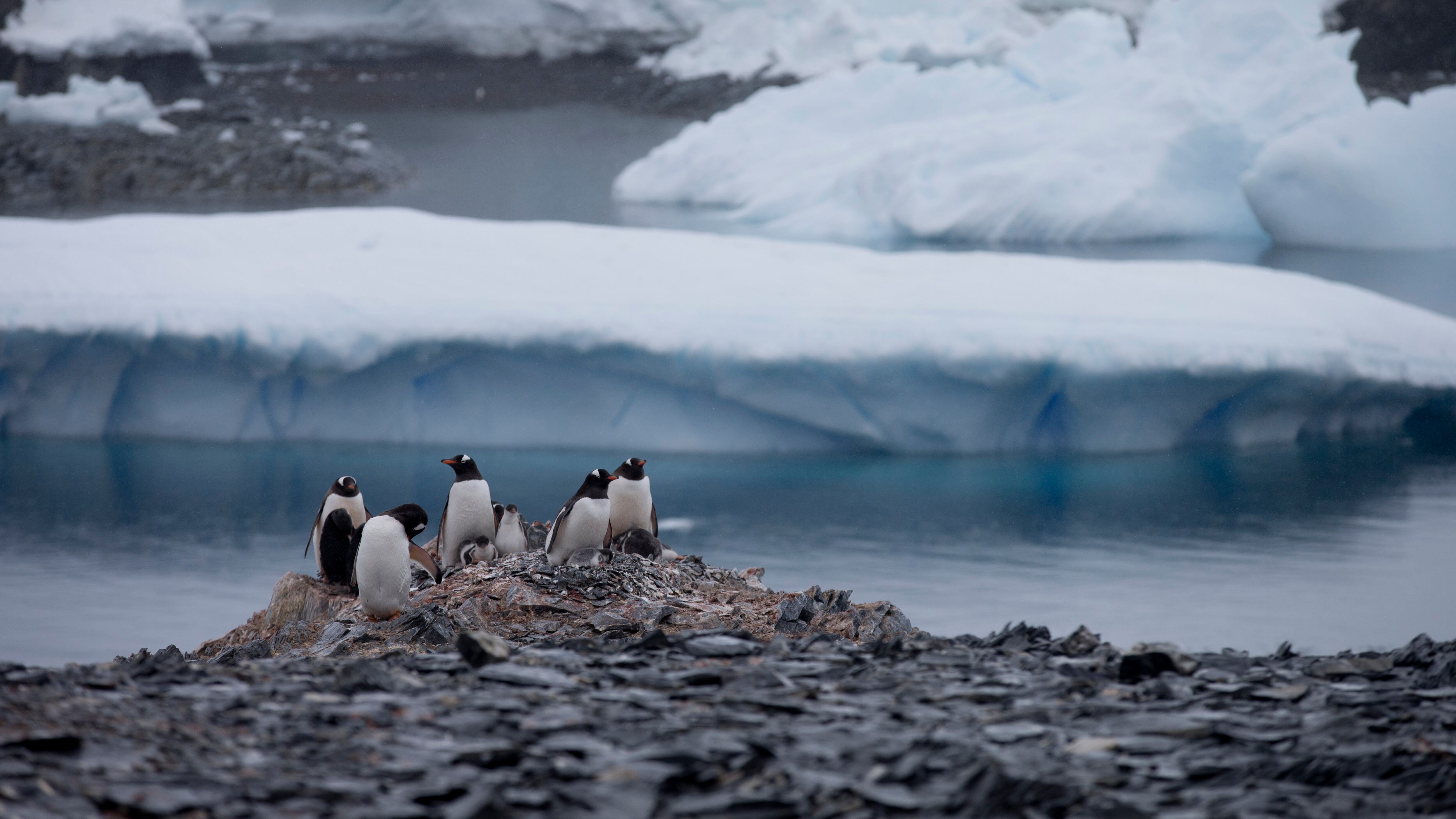 Gentoo penguins stand on rocks near the Chilean station Bernardo O’Higgins, Antarctica