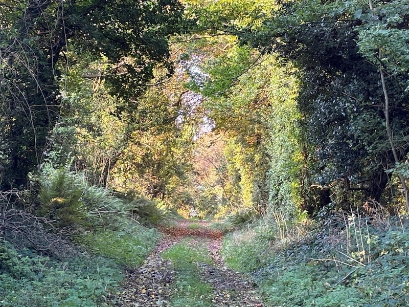 A tree lined path