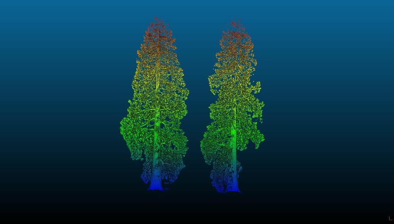 A 3D laser scan of two giant sequoias