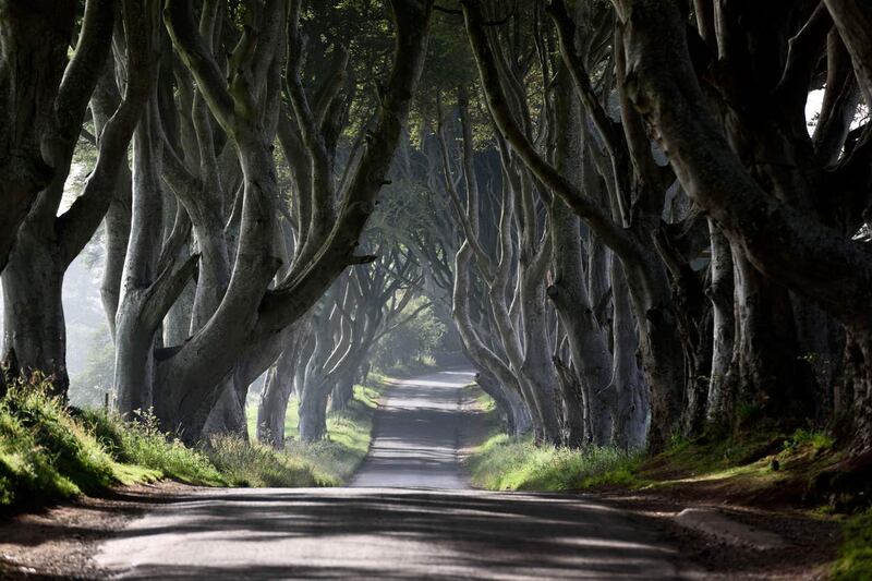 Tree of the Year shortlist