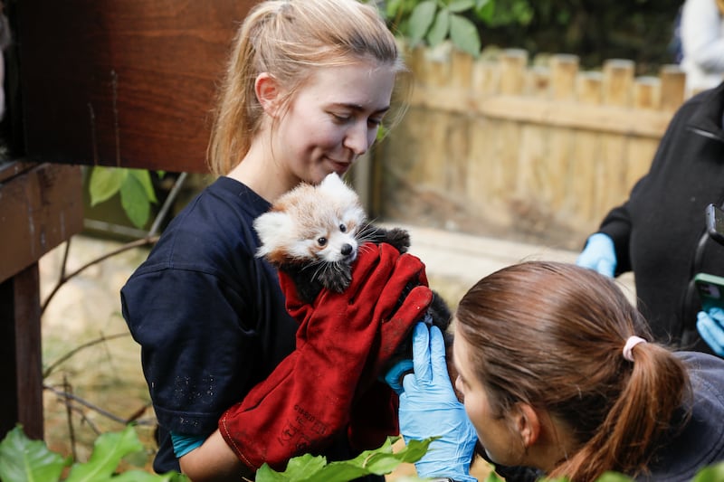 The baby red panda with one of her keepers.