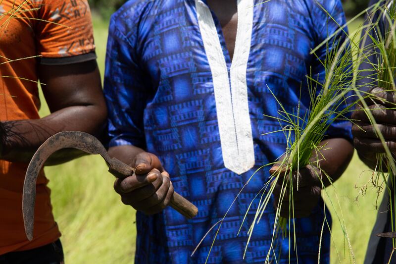 Fonio grain farm workers in Guinea, West Africa. (Brewgooder)