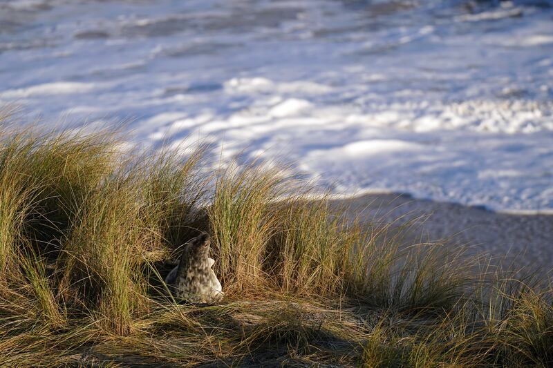 The pupping season is drawing to a close at one the UK’s most important sites for the mammals