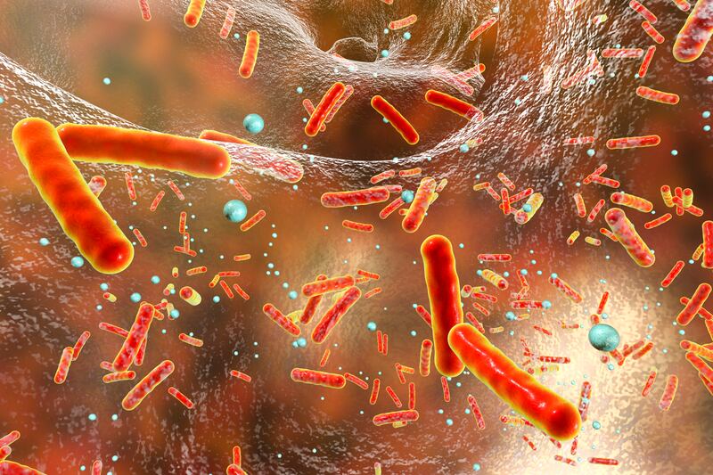 Staphylococcus epidermidis.