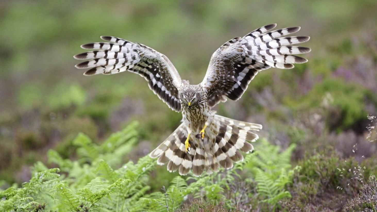 The sight of a hen harrier soaring through the air before dramatically diving down during its thrilling skydancing display is an iconic sight 