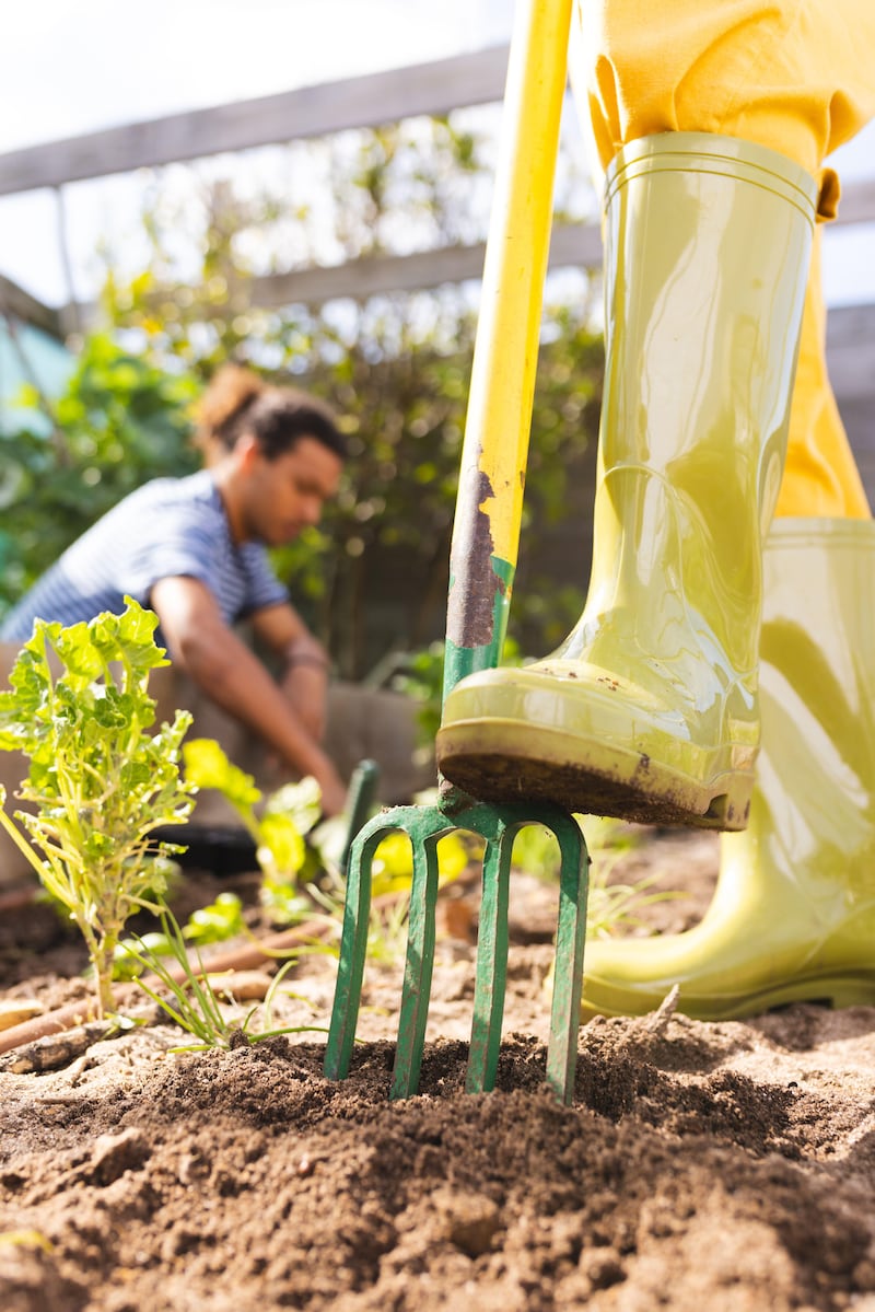 Close up of women’s welly standing on garden fork to aerate the soil