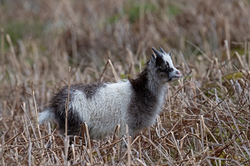 A Cheviot goat kid. The RBST says there only an estimated 450 of the breed remaining