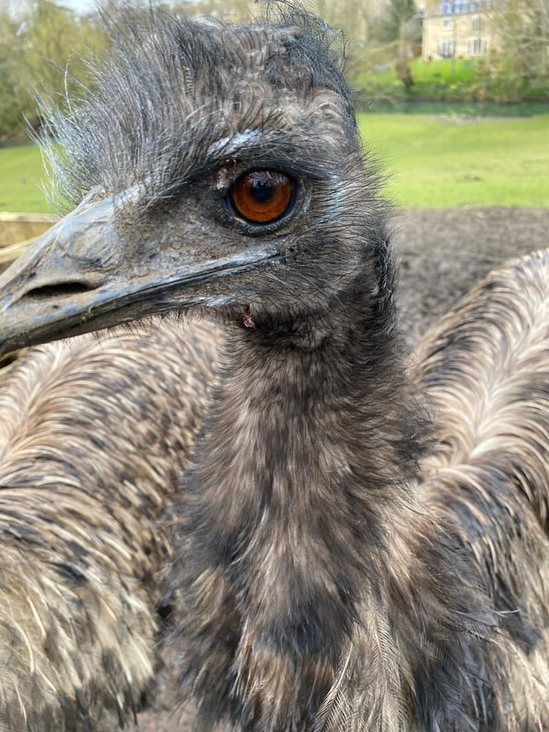 Irwin the emu (Malmesbury AnimalSanctuary)