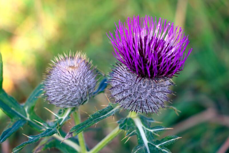 The flower of a spear thistle,  Cirsium vulgare. PICTURE: GETTY IMAGES