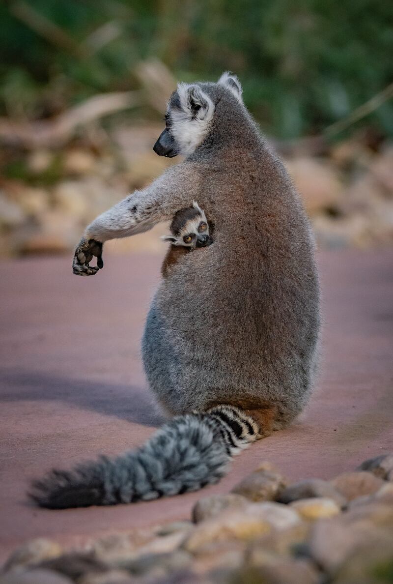 A baby ring-tailed lemur clings to its mum