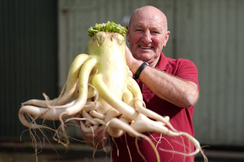 Joe Atherton with a radish he has entered in the UK national giant vegetables championship