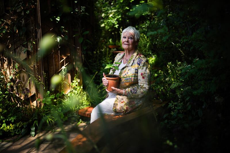 Dame Judi Dench placed a seedling from the tree into the National Trust’s Octavia Hill garden