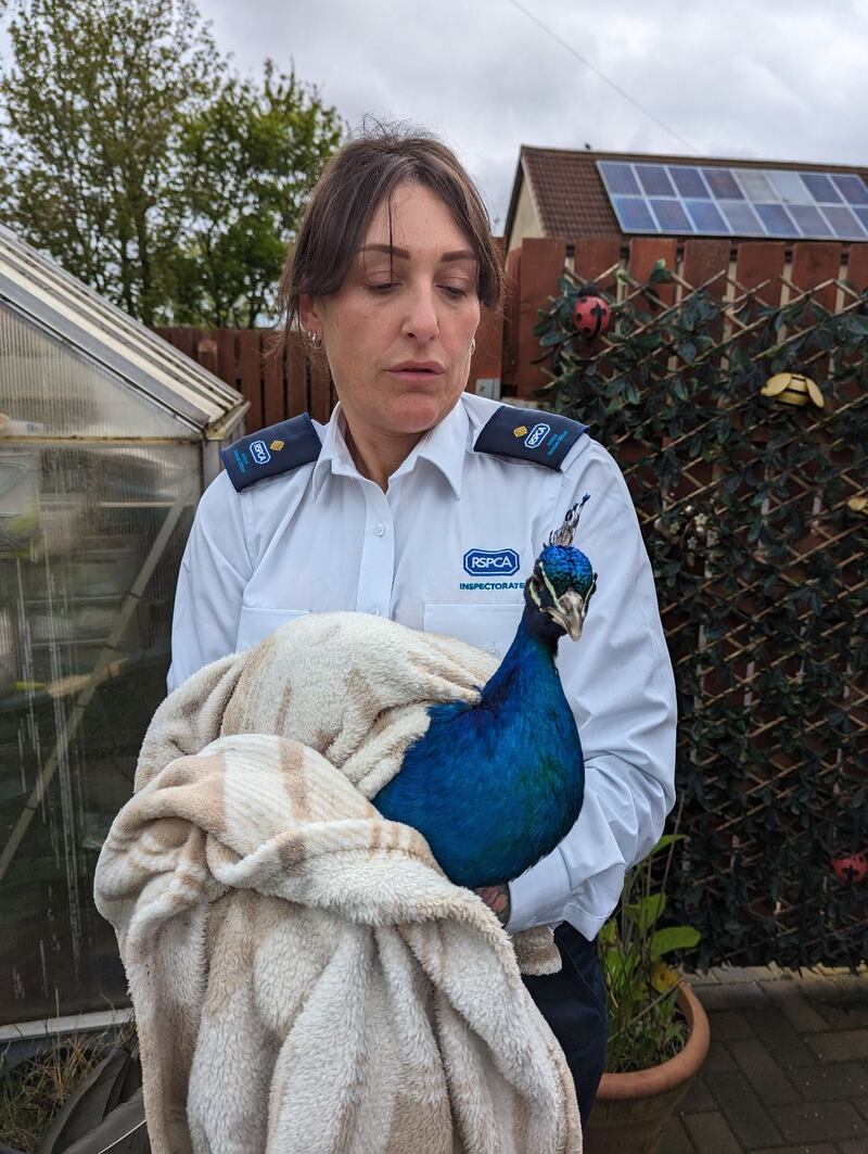 The peacock is currently being looked after at a special animal rescue centre