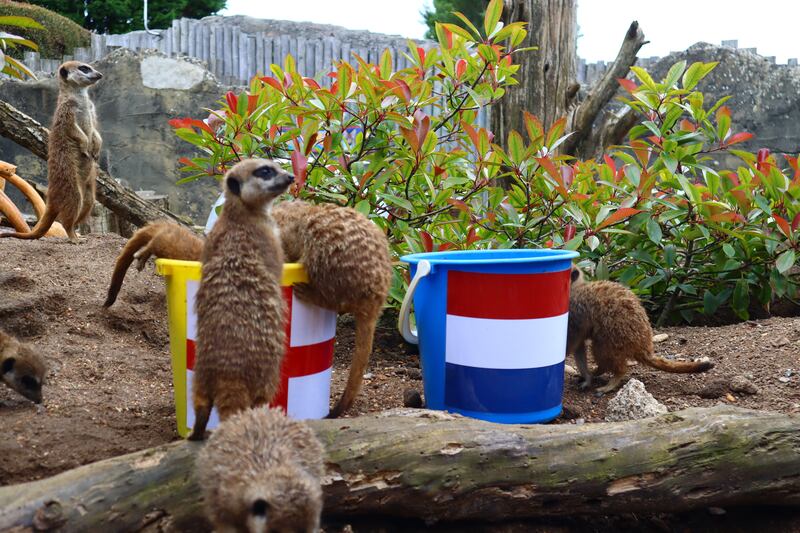 The ‘Mystic Meerkats’ at Drusillas Park have predicted another England win