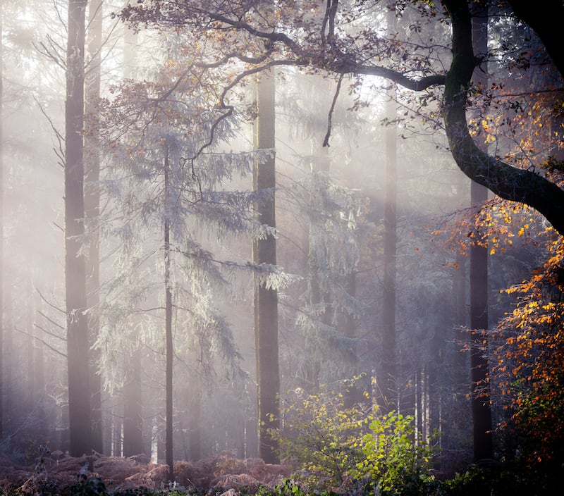 Angelic Tree by Richard Murray, a runner up in the Winter category k