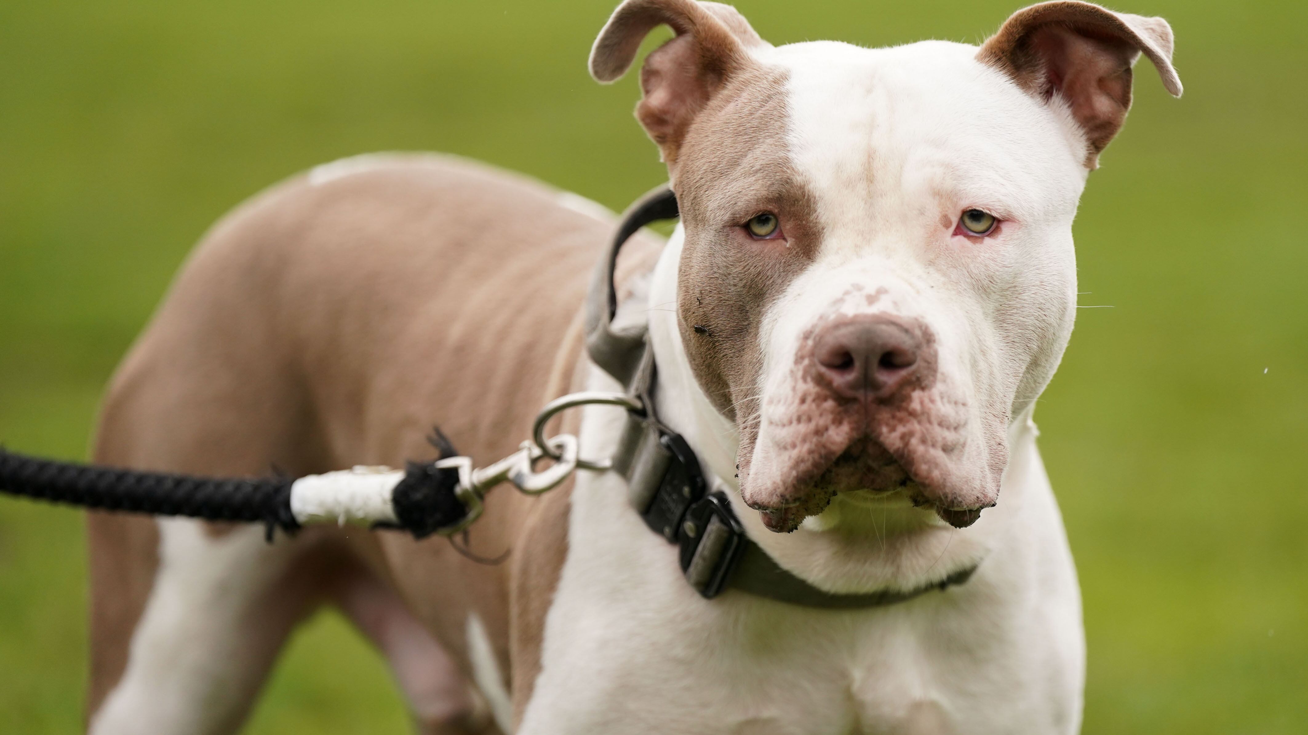 From February 1, it became a criminal offence to own the XL bully breed in England and Wales without an exemption certificate