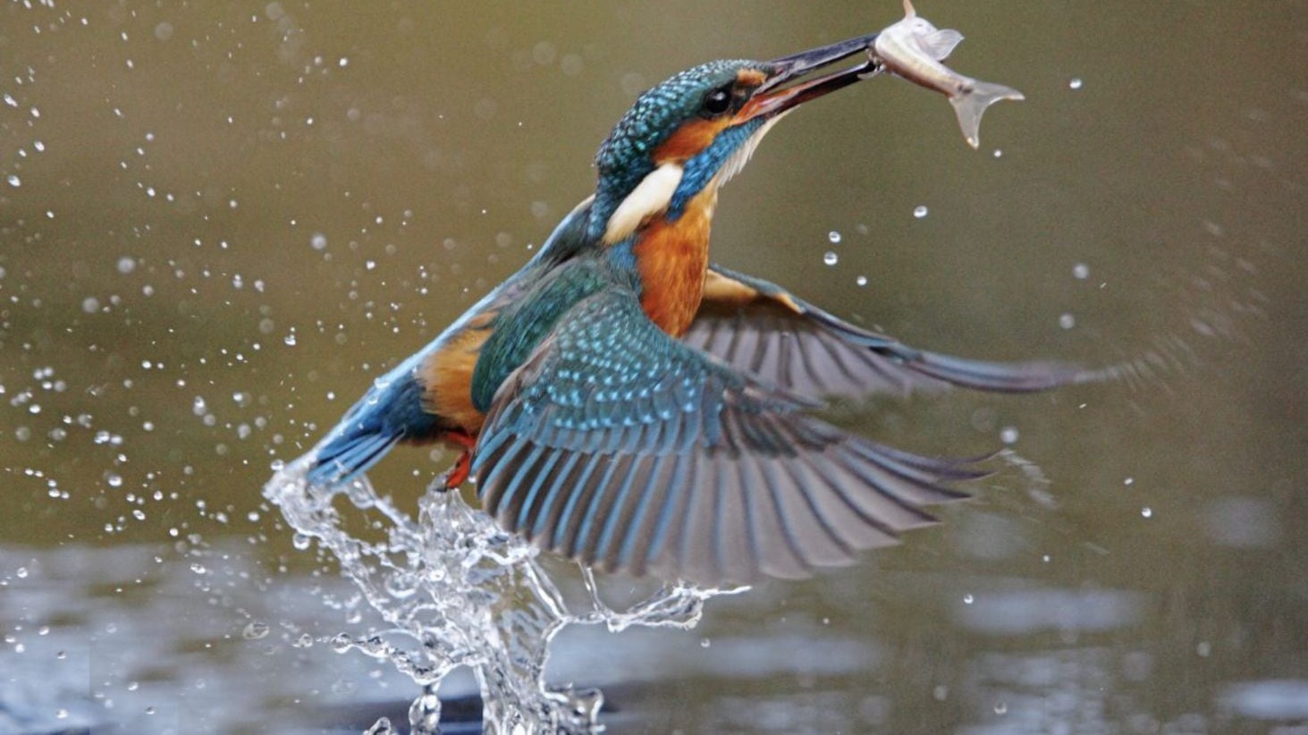 Kingfisher, Alcedo atthis, is found in all counties of Ireland, living on small fish and larger aquatic insects 