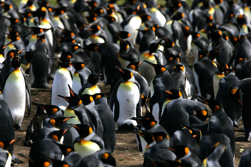 King Penguins at Volunteer Point, Falkland Islands