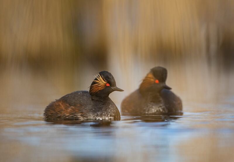 An adult pair of Black-necked Grebes on a lake at RSPB St Aidan’s Nature Park, West Yorkshire. (Ben Andrew/RSPB)