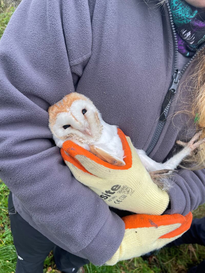 One of four barn owl chicks which surprised conservationists this winter at Ballycruttle Farm in Co. Down – the latest recorded brood in Northern Ireland to date.