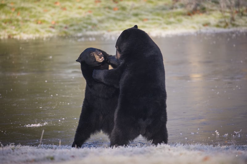 The yearlings, or young bears, were seen play fighting as they navigated the slippery surface