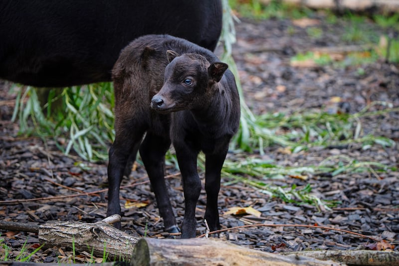 Kasimbar, a rare calf said to be the smallest species of wild cattle, has been born at Chester Zoo (Chester Zoo)