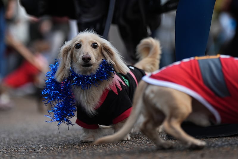 This sausage dog was styled in blue tinsel