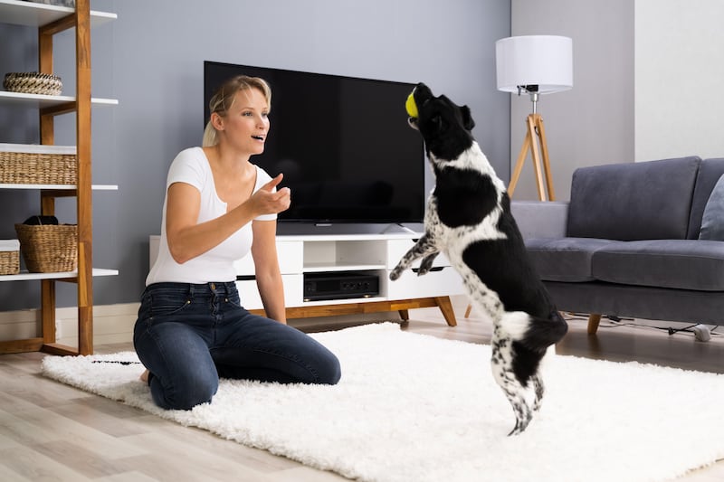 Dog jumping up to catch a ball that a woman has thrown