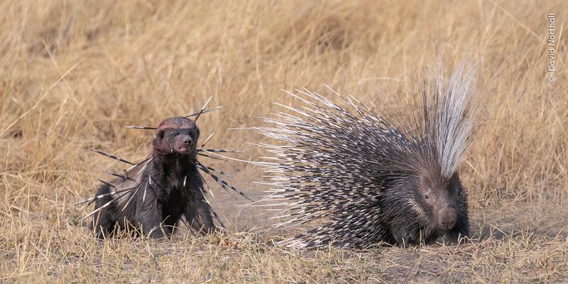 A bloodied yet determined honey badger returns to finish off a Cape porcupine, which earlier had tried to defend itself. (David Northall)