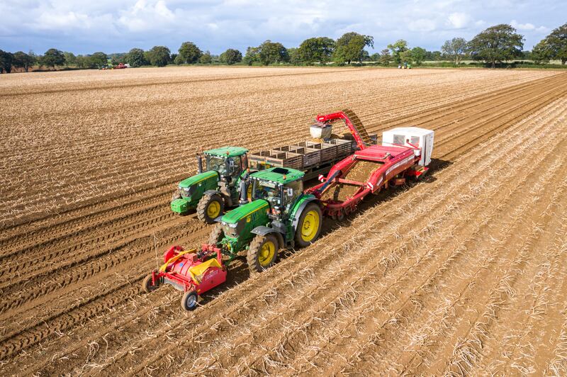 Potatoes being harvested for Branston.