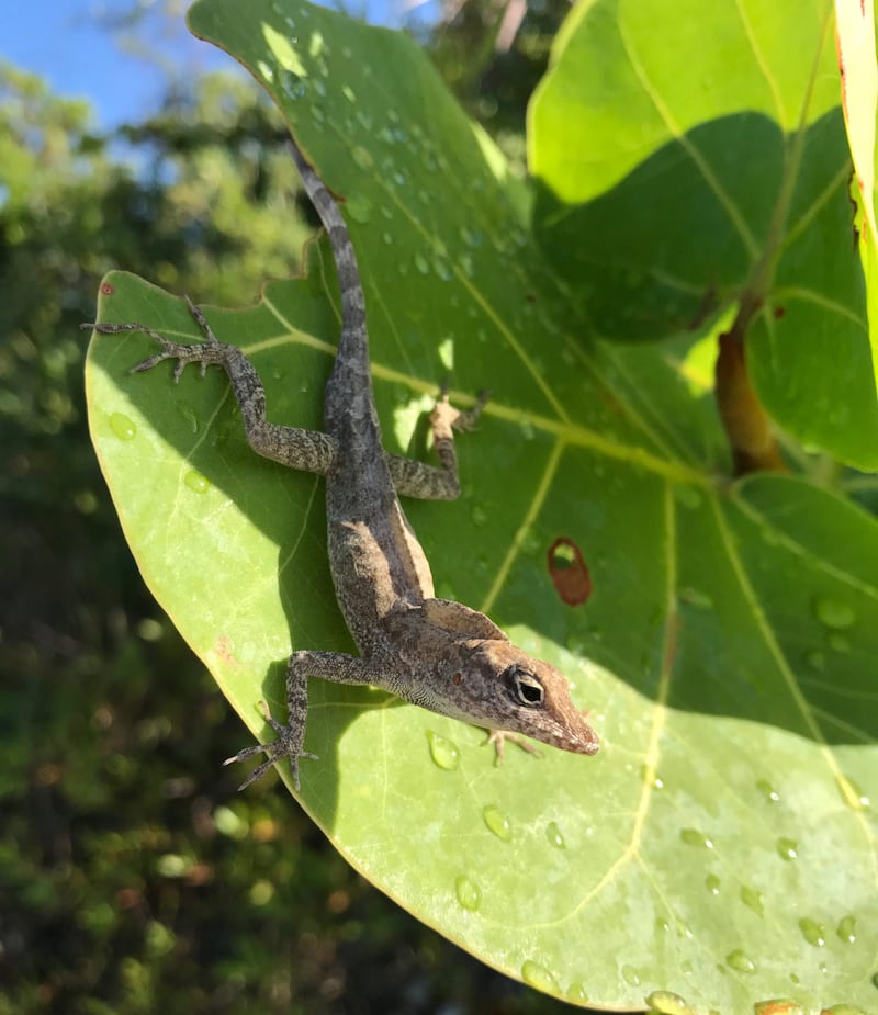 Lizard in an experiment.