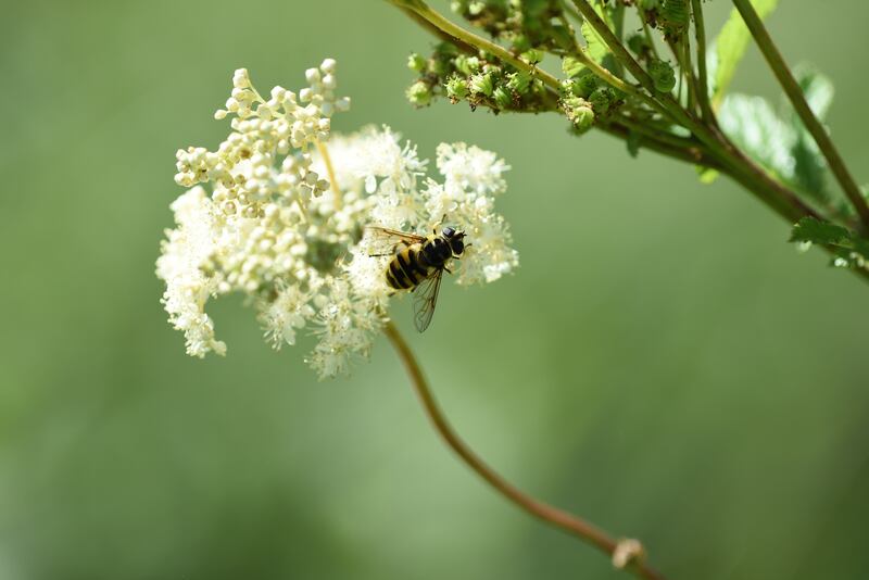 Meadowsweet is an important source of food for insects