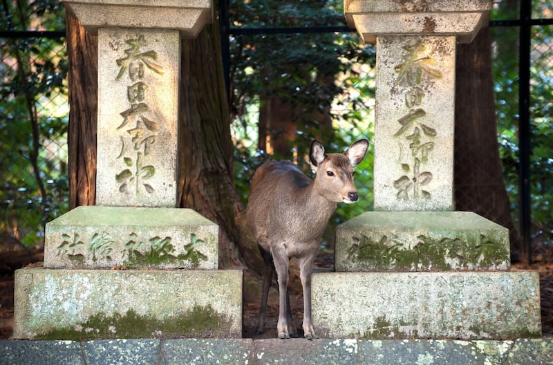 Wild deer at the Kasuga Taisha Shrine, Nara Park, Japan