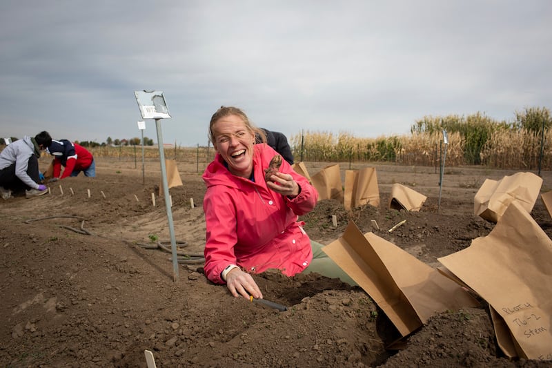 Postdoctoral Researcher Katherine Meacham-Hensold harvests potatoes engineered to photosynthesise more efficiently