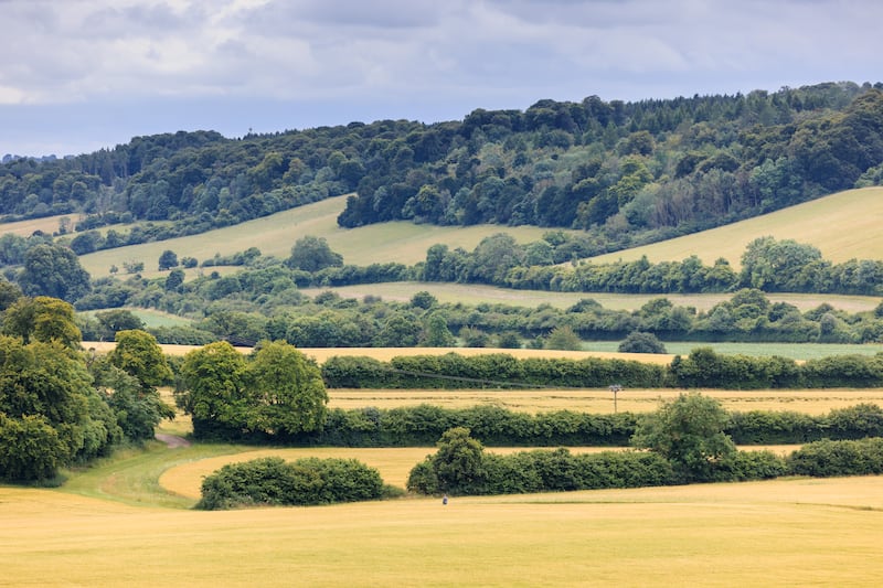 Wildlife corridors separating the fields of Manor Farm, part ofthe Chalk, Cherries and Chairs partnership project funded by The National Lottery Heritage Fund. (Oliver Dixon/National Lottery Heritage Fund)